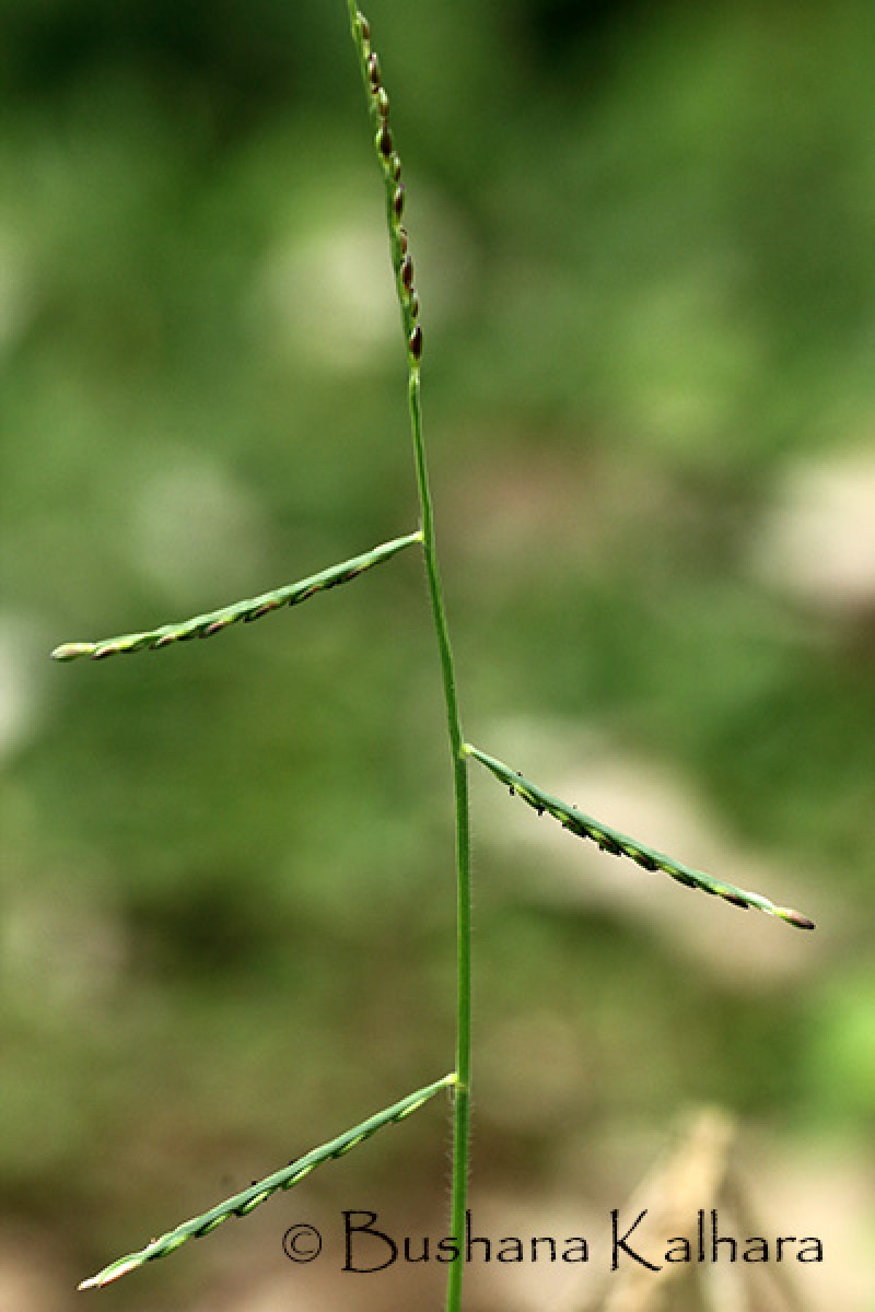 Urochloa